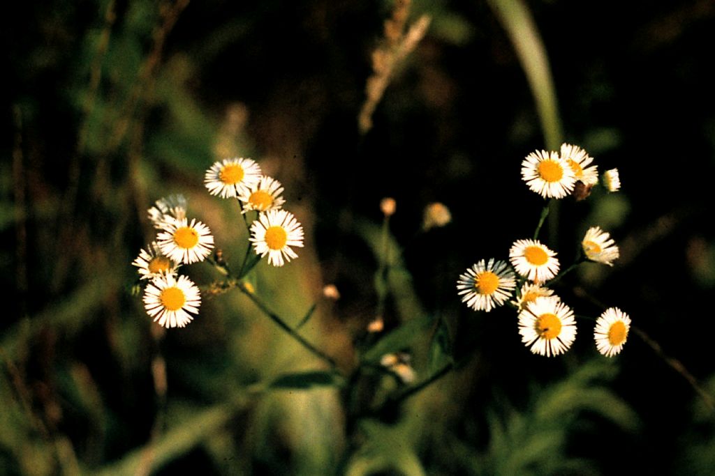 erigeron annuus?